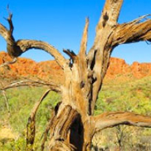 Tree in the desert