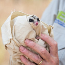 The crowdfunding campaign will help CDU researchers discover more about the northern “savanna” glider