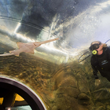 PhD candidate Kate Buckley is researching the benefits of displaying Largetooth Sawfish in public aquariums