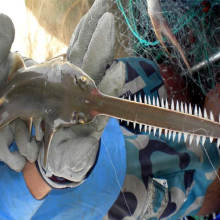 Charles Darwin University and the Northern Prawn Fishery are launching a project to study the Narrow Sawfish across Northern Australia. Pic: Dr Peter Kyne