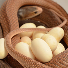 A female Coastal Taipan can lay up to three clutches of eggs. Photographer: Luke Allen