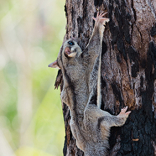 Crowdfunders have helped Charles Darwin University researchers to get closer to discovering whether the savanna glider is a new species of gliding marsupial