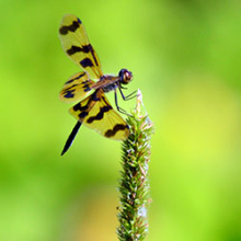 The tiger wing also known as the graphic flutterer (Rhyothemis graphiptera) is a common sight at end of the wet season in Darwin.