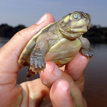 A Giant South American Turtle hatchling in Brazil’s Trombetas, a river than runs into the Amazon.