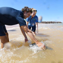 CDU's Daniel Costa and ARK Animal Hospital vet Dr Rebecca Webster carefully return Arya the Green Turtle to the Timor Sea